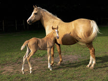 Load image into Gallery viewer, Horses - Palomino Mare - Schleich