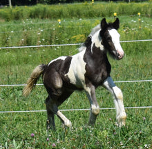 Load image into Gallery viewer, Horses - Pinto Foal - Collecta