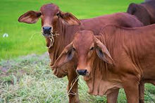 Load image into Gallery viewer, Cattle - Red Brahman Calf - Collecta