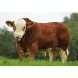 Cattle - Hereford Bull Horned - Country Toys
