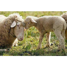 Load image into Gallery viewer, Sheep - Merino Lamb - Schleich