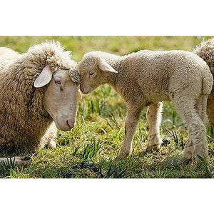 Sheep - Merino Lamb - Schleich