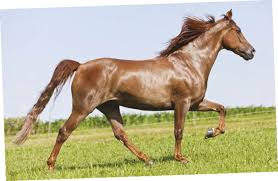 Horses - Tennessee Walker Mare - Schleich