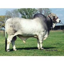 Load image into Gallery viewer, Cattle - Grey Brahman Bull - Collecta