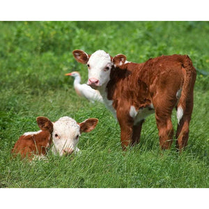 Cattle - Hereford Calf Standing - Collecta