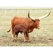Load image into Gallery viewer, Cattle - Ankole-Watusi Cow
