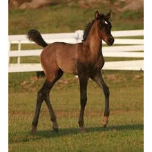 Load image into Gallery viewer, Horses - Arabian Foal - Schleich