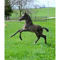 Horses - Tennessee Walker Foal Black - Collecta