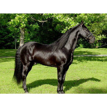 Load image into Gallery viewer, Horses - Tennessee Walking Horse