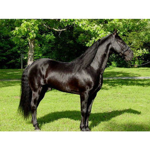 Horses - Tennessee Walking Horse