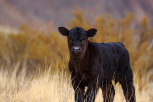 Cattle - Black Angus Calf - Schleich