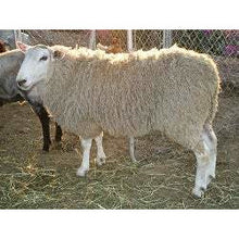 Load image into Gallery viewer, Sheep - Border Leicester Sheep - Collecta