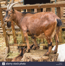 Load image into Gallery viewer, Goat - Schleich