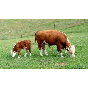 Cattle - Hereford Calf Grazing - Collecta