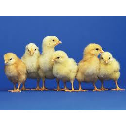 Chicks - Collecta