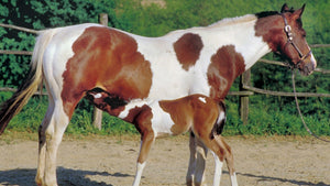 Horses - Paint Horse Mare - Schleich