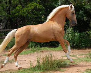 Horses - Akhal Teke Stallion - Schleich