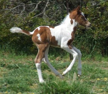 Load image into Gallery viewer, Horses - Pinto Foal - Collecta