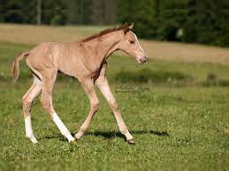 Horses - Quarter Horse Foal - Country Toys