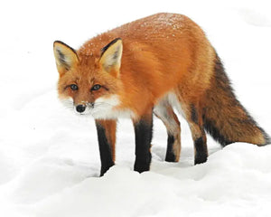 Red Fox - Collecta