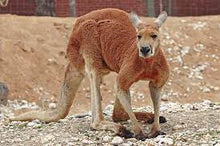 Load image into Gallery viewer, Red Kangaroo - Collecta