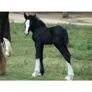 Horses - Shire Foal - Collecta