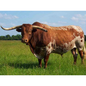 Cattle - Texas Longhorn Bull - Schleich