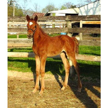 Load image into Gallery viewer, Horses - Thoroughbred Foal (Chestnut standing) - Collecta