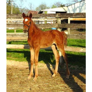 Horses - Thoroughbred Foal (Chestnut standing) - Collecta