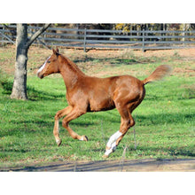 Load image into Gallery viewer, Horses - Thoroughbred Foal (Chestnut walking) - Collecta